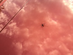 IMG_9307